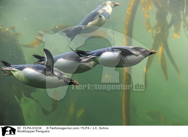 Felsenpinguine / Rockhopper Penguins / FLPA-03234