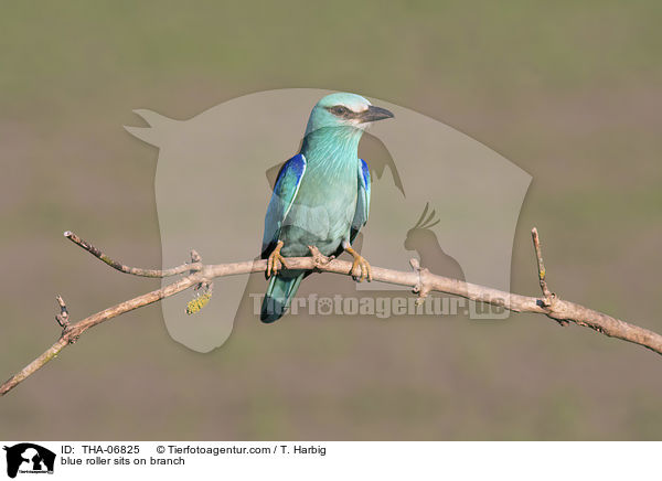 blue roller sits on branch / THA-06825