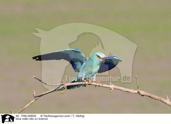 blue roller sits on branch / THA-06826