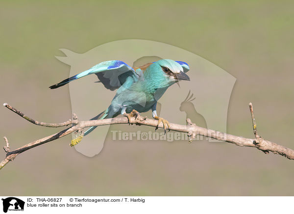 blue roller sits on branch / THA-06827