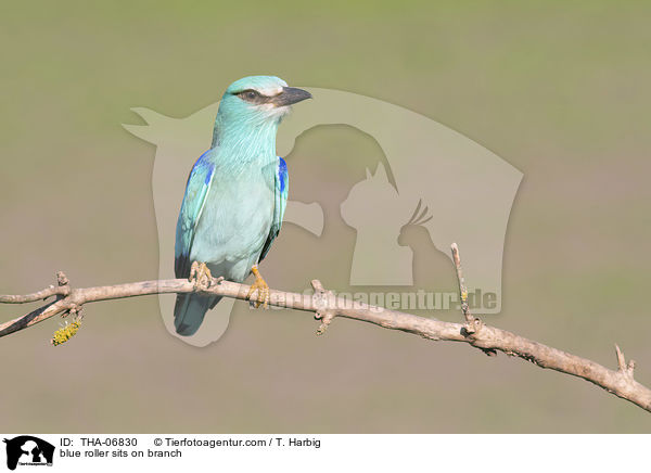 blue roller sits on branch / THA-06830