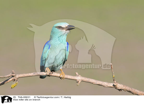 blue roller sits on branch / THA-06831