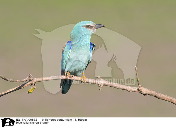 blue roller sits on branch / THA-06832