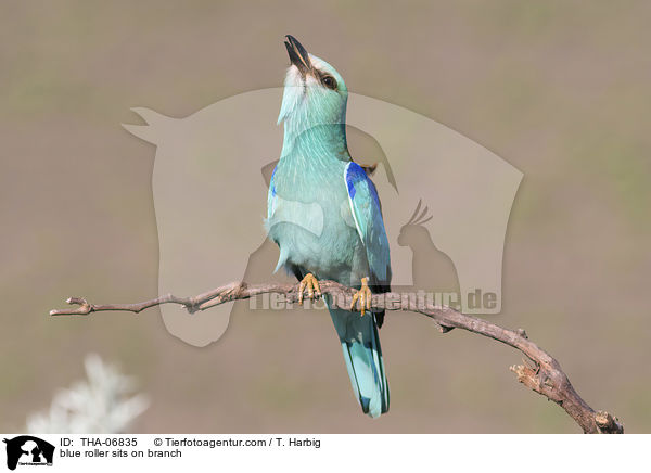 blue roller sits on branch / THA-06835