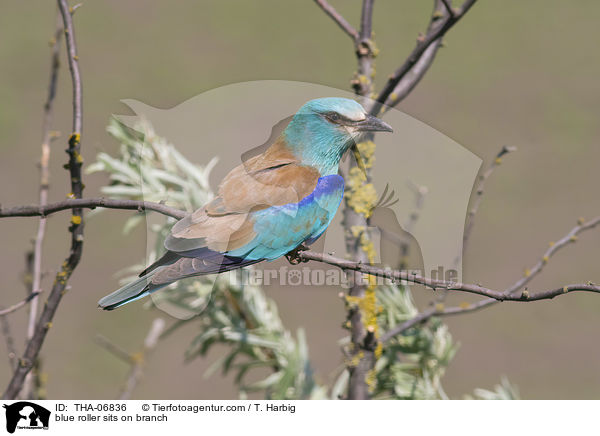 blue roller sits on branch / THA-06836