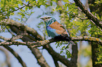 blue roller sits on branch