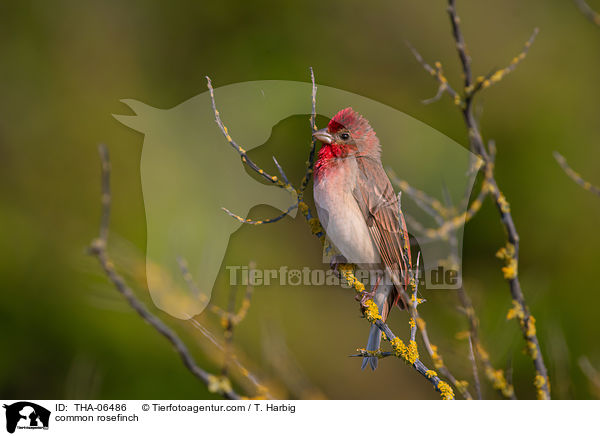 common rosefinch / THA-06486