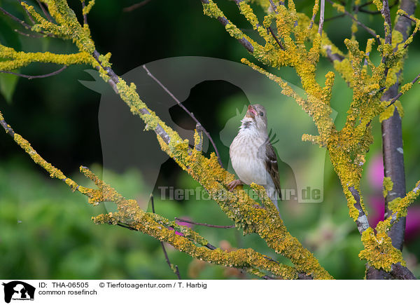 common rosefinch / THA-06505