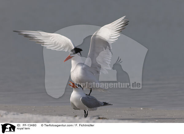 royal tern / FF-13480