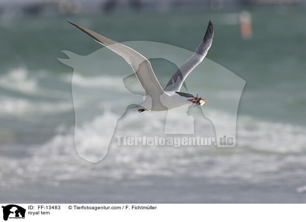 royal tern / FF-13483