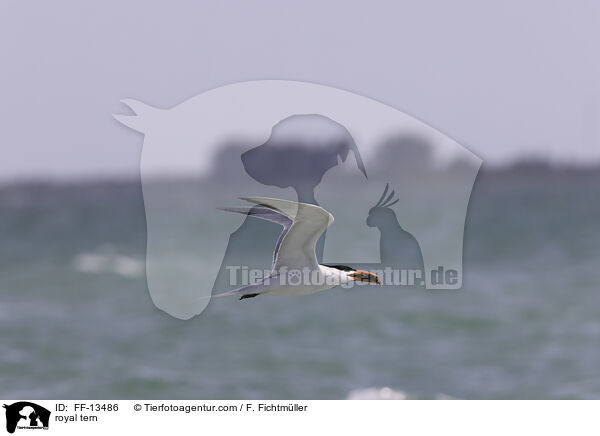 royal tern / FF-13486