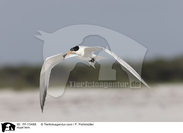 royal tern / FF-13488