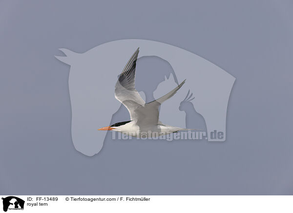 royal tern / FF-13489
