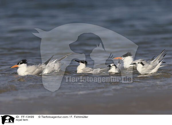 royal tern / FF-13499
