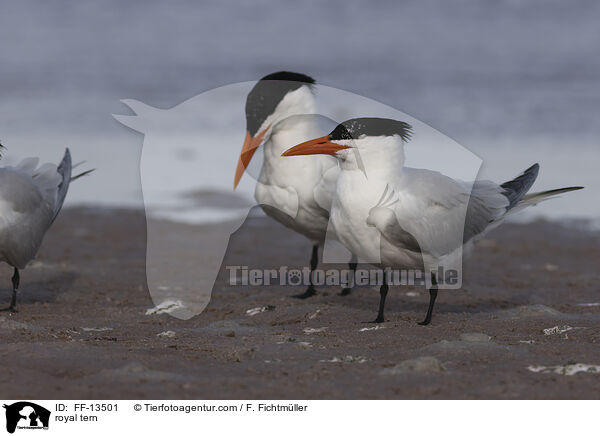 royal tern / FF-13501