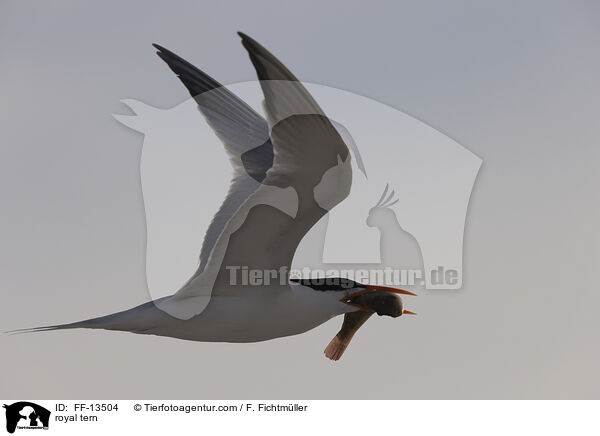 royal tern / FF-13504