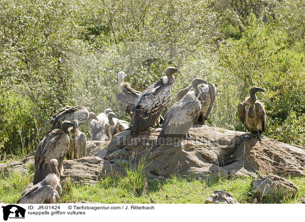 rueppells griffon vultures / JR-01424