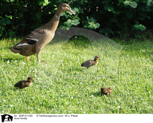 duck family / WJP-01180
