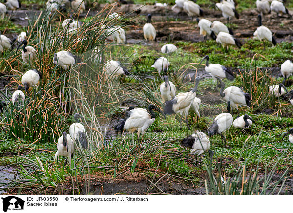 Sacred ibises / JR-03550