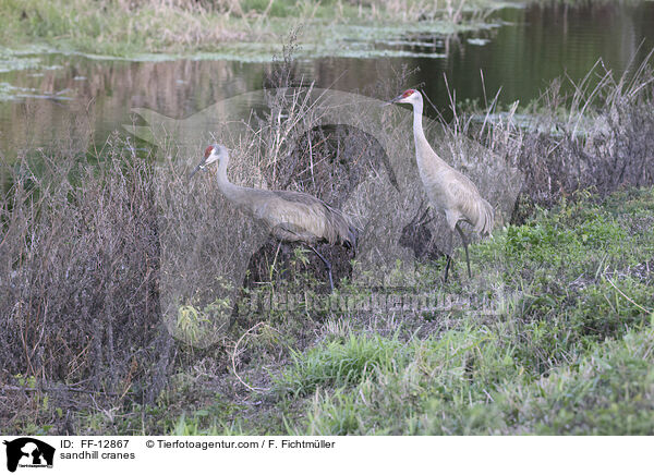 sandhill cranes / FF-12867