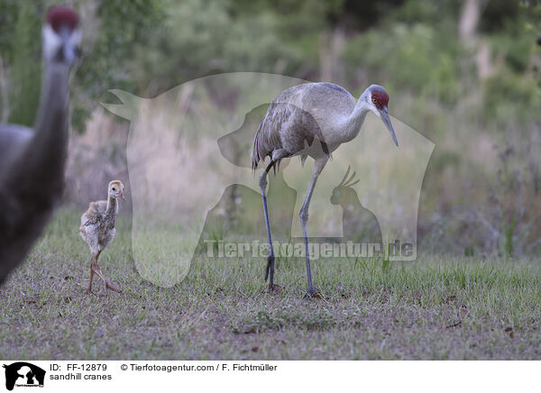 sandhill cranes / FF-12879