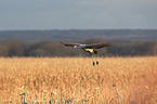 sandhill crane