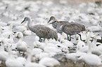 walking Sandhill Cranes