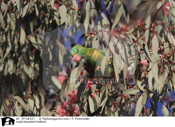 scaly-breasted lorikeet / FF-08331