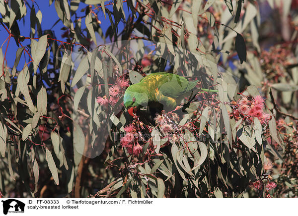 scaly-breasted lorikeet / FF-08333