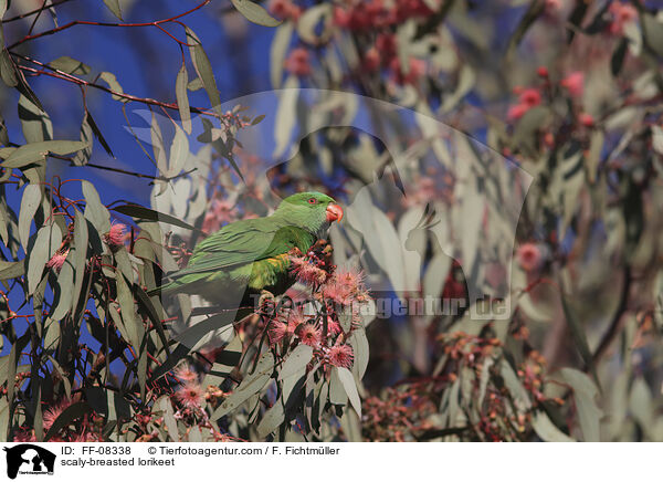 scaly-breasted lorikeet / FF-08338