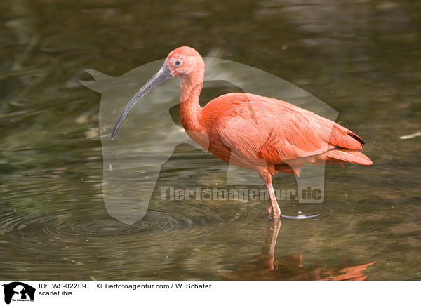 scarlet ibis / WS-02209