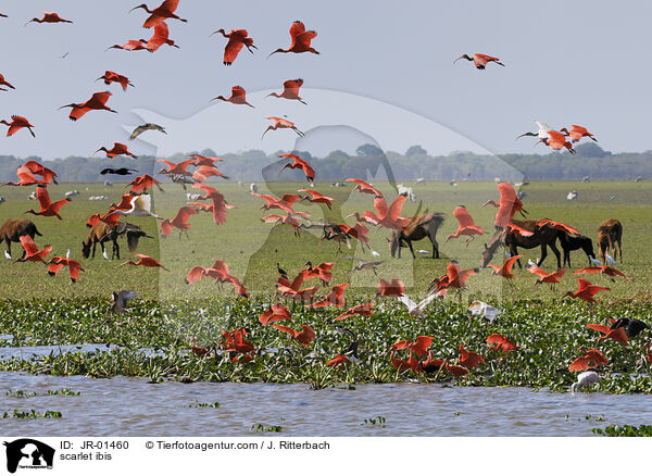 scarlet ibis / JR-01460