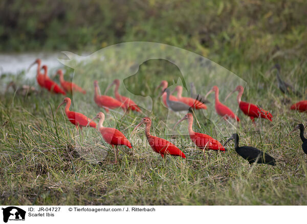 Scarlet Ibis / JR-04727