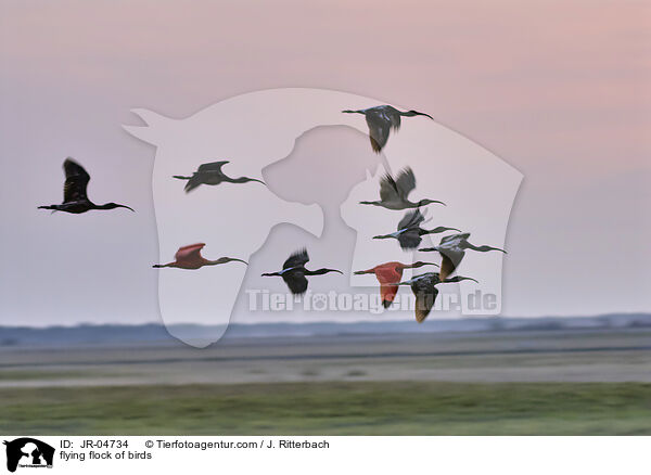 flying flock of birds / JR-04734