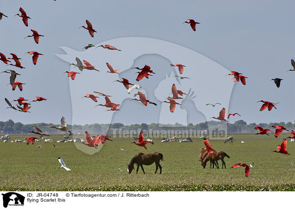 flying Scarlet Ibis / JR-04748