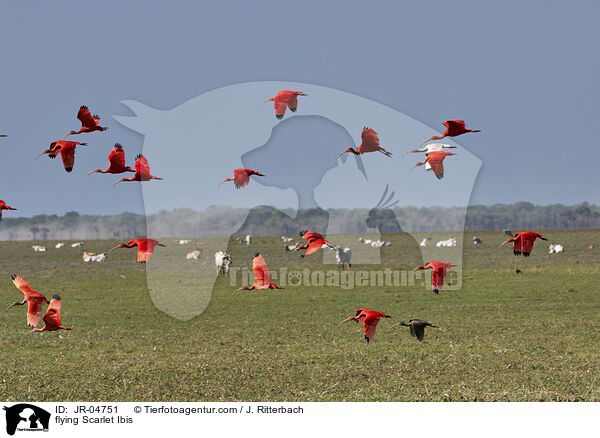 flying Scarlet Ibis / JR-04751