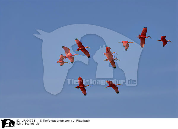 flying Scarlet Ibis / JR-04753