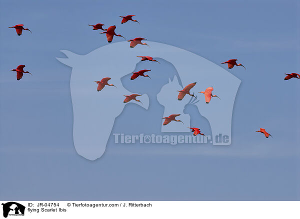 flying Scarlet Ibis / JR-04754