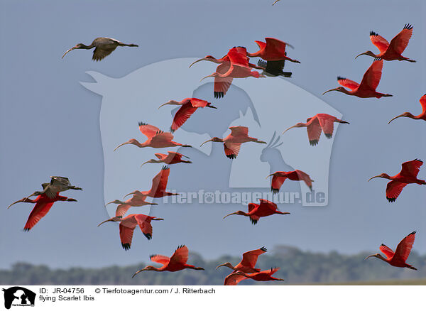 flying Scarlet Ibis / JR-04756