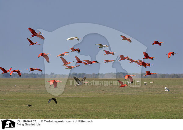 flying Scarlet Ibis / JR-04757