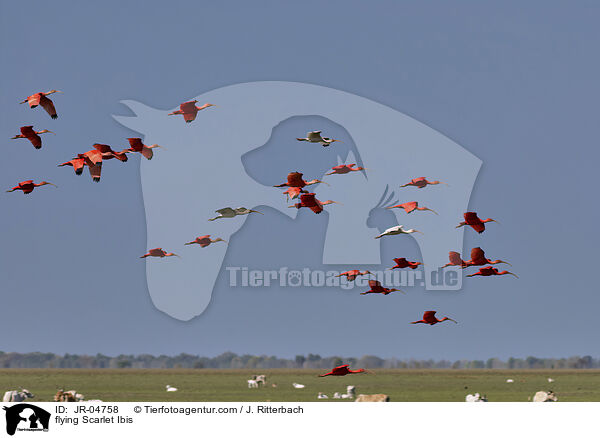 flying Scarlet Ibis / JR-04758