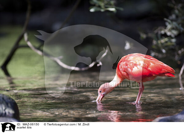 scarlet ibis / MAZ-06150
