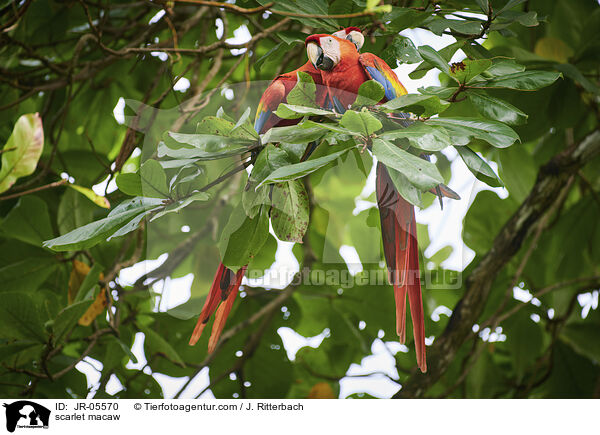 scarlet macaw / JR-05570