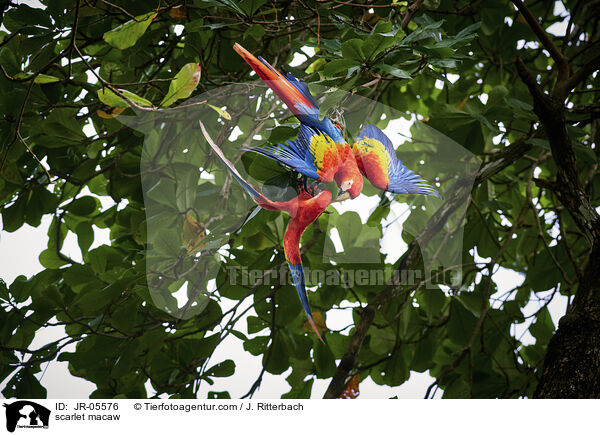 scarlet macaw / JR-05576