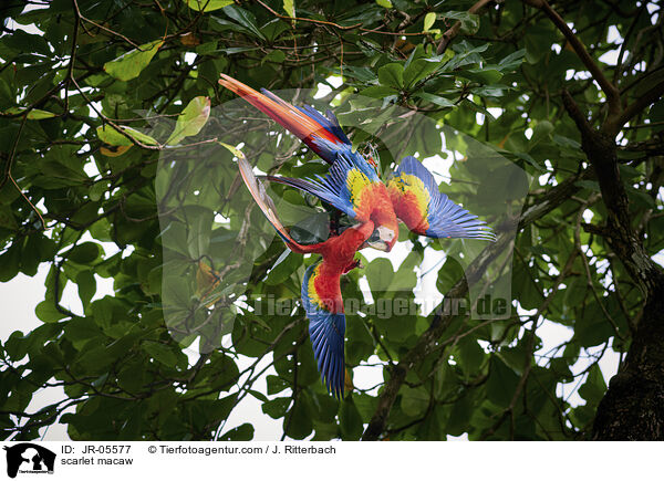 scarlet macaw / JR-05577