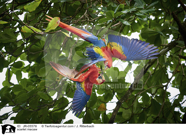 scarlet macaw / JR-05578