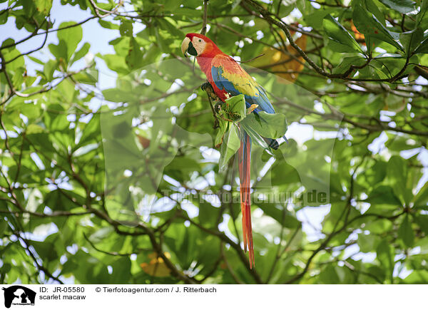 scarlet macaw / JR-05580