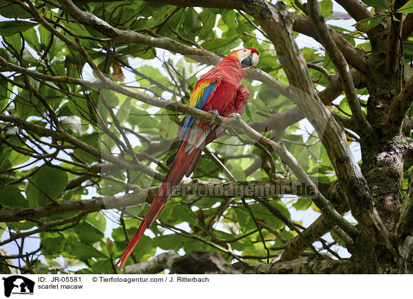 scarlet macaw / JR-05581