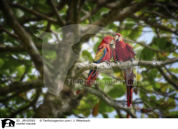 scarlet macaw / JR-05583