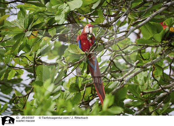 scarlet macaw / JR-05587